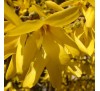 Форзиция промежуточная (Forsythia intermedia) С2